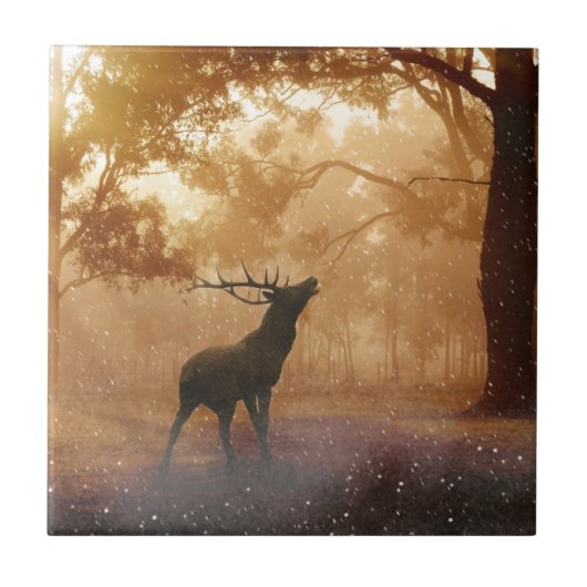 Daas in het bos tegeltje (Voorkant)