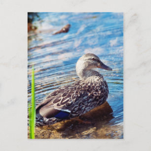 Dabbling Ripples Briefkaart