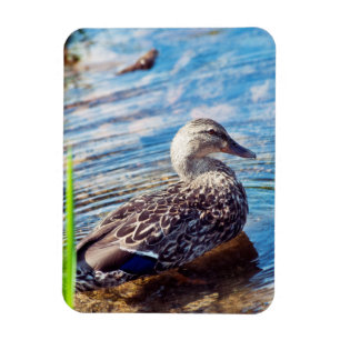 Dabbling Ripples Magneet