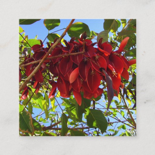 D'accompagnement carte aux feuilles rouges (Devant)