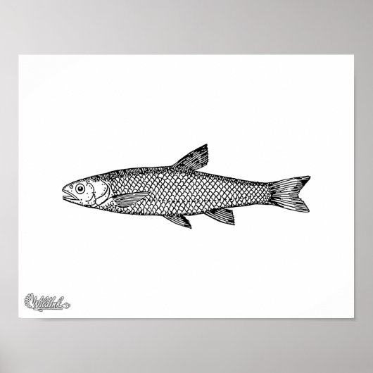 Dace Poster (Voorkant)