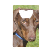 Dachshund (Dos)