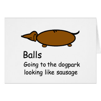 Dachshund