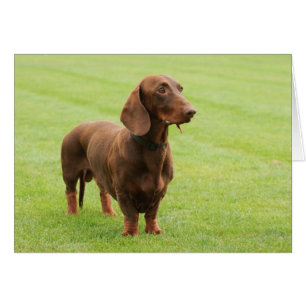 Dachshund