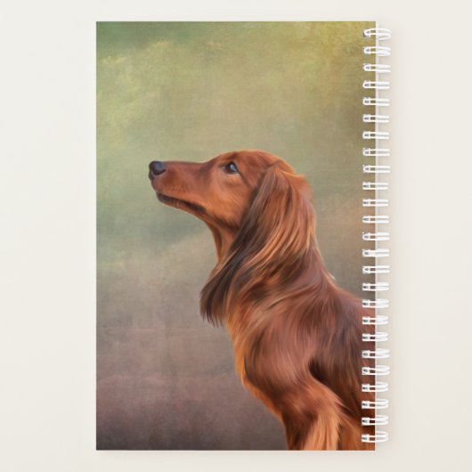 Dachshund à poils longs (Dos)