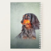 Dachshund à poils longs (Dos)