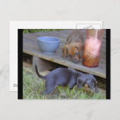 Dachshund baby's postkaarten (Voorkant / Achterkant)