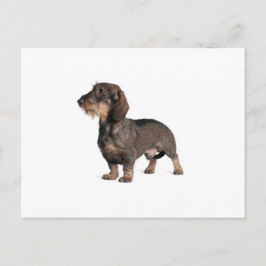 Dachshund Briefkaart (Voorkant)