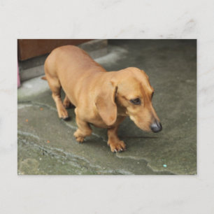 Dachshund Briefkaart