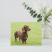 Dachshund Briefkaart (Staand voorkant)