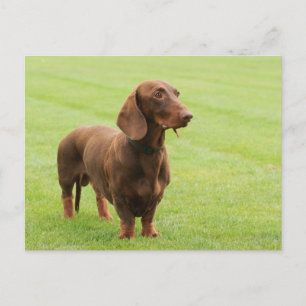 Dachshund Briefkaart