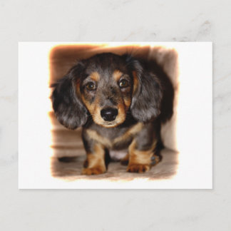 Dachshund Briefkaart