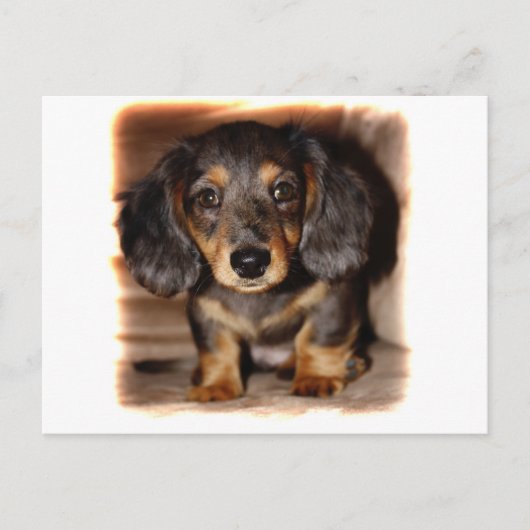 Dachshund Briefkaart (Voorkant)