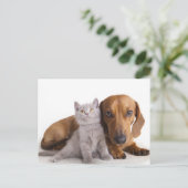 Dachshund Chien Chien Chien et Kitten Carte Postal (Debout devant)