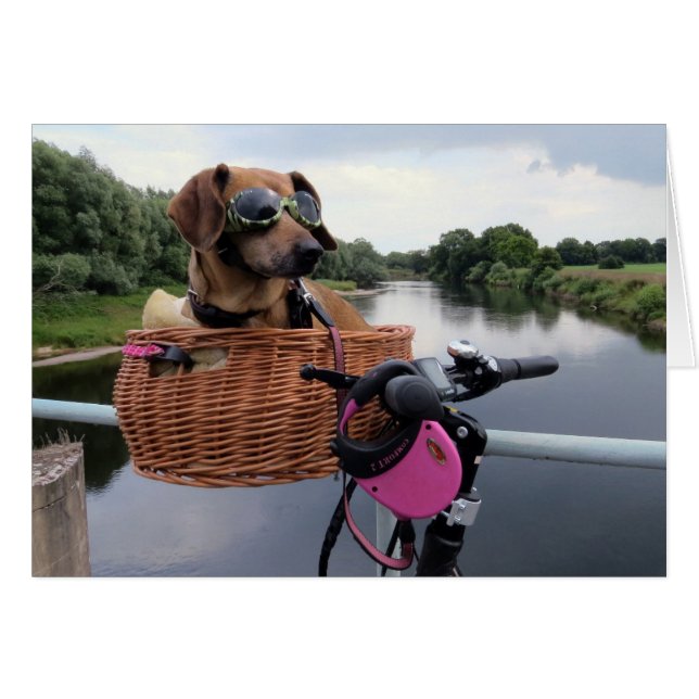 Dachshund Chien équitation dans le panier de vélo  (Devant horizontal)