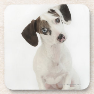 Dachshund/Chihuahua vrouw puppy Onderzetter