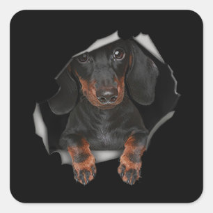 Dachshund Cute Graphic Pet Clothing Hondenliefhebb Vierkante Sticker