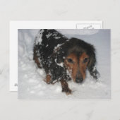 Dachshund dans la carte postale de neige (Devant / Derrière)