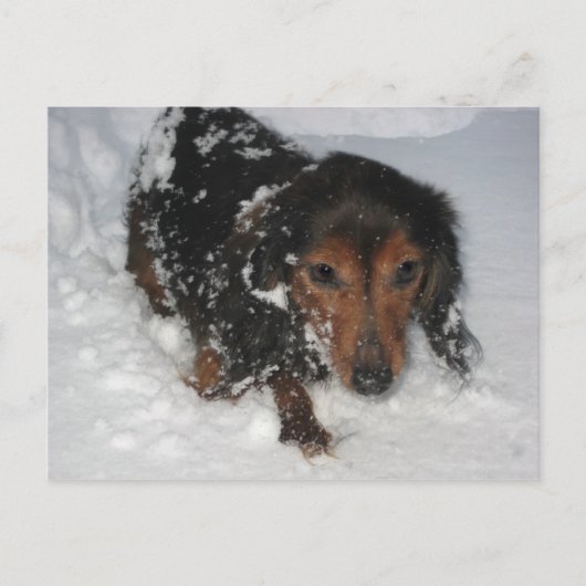 Dachshund dans la carte postale de neige (Devant)