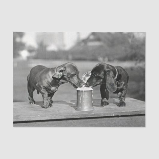 Dachshund Dogs Drink Beer Tissuepapier (Voorkant)