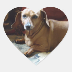 Dachshund Hart Sticker