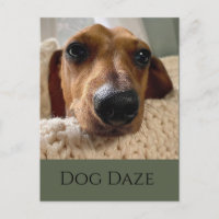 Dachshund hondenfeest postkaart