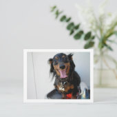 Dachshund in een drink fontein briefkaart (Staand voorkant)