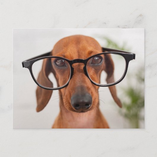 Dachshund in eierlassen briefkaart (Voorkant)