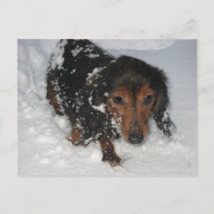 Dachshund in het sneeuwBriefkaart Briefkaart