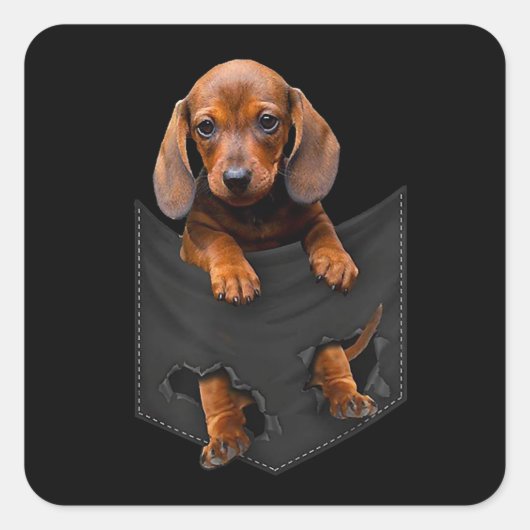Dachshund in Mijn zak Dachshund Weiner Dog Gift Vierkante Sticker (Voorkant)