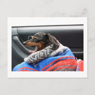Dachshund, kleine dageraad. briefkaart