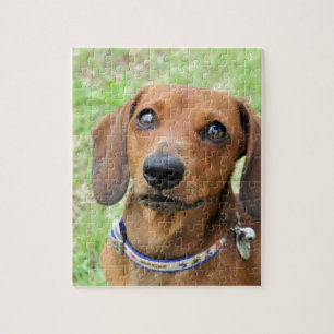 Dachshund Legpuzzel