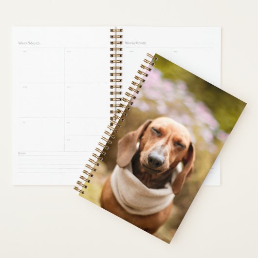 Dachshund mignon (Devant avec enveloppe)