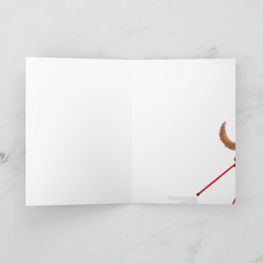 Dachshund mignon marchant sur carte sur pilotis (Intérieur)