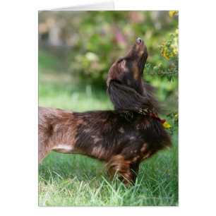 Dachshund miniature à cheveux longs 1