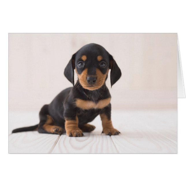 Dachshund Miniature assis (Devant horizontal)
