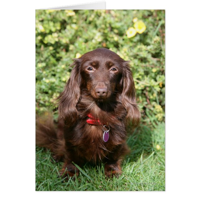 Dachshund miniature Brown aux cheveux longs (Devant)