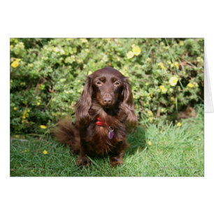 Dachshund miniature Brown aux cheveux longs