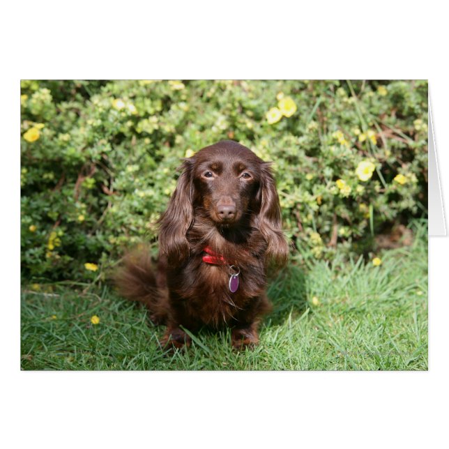 Dachshund miniature Brown aux cheveux longs (Devant horizontal)