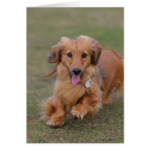 Dachshund Miniture en cours d'exécution