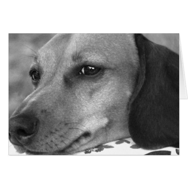 Dachshund mou (Devant horizontal)