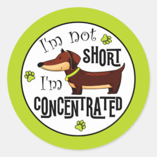 Dachshund Niet Klein Ik Ben Geconcentreerd Ronde Sticker