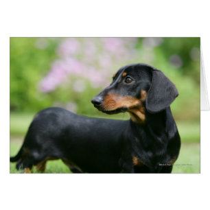 Dachshund noir et tean Miniture 2