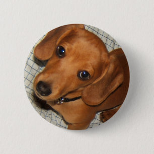 Dachshund Pet Puppy Eyes Ronde Button 5,7 Cm