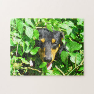 Dachshund Pille À Travers Le Puzzle Feuille
