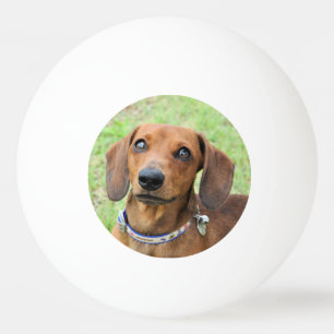 Dachshund Pingpongballen