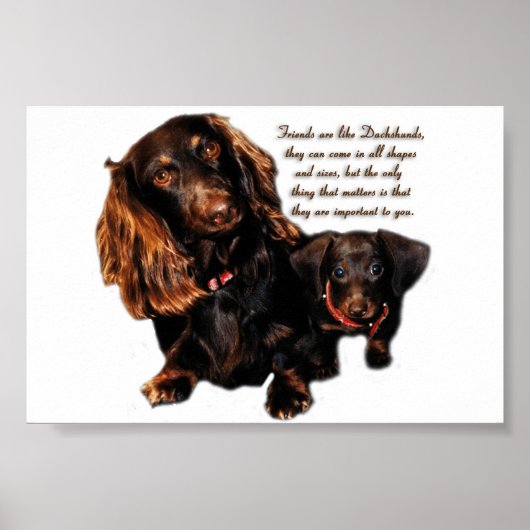 Dachshund Poster (Voorkant)