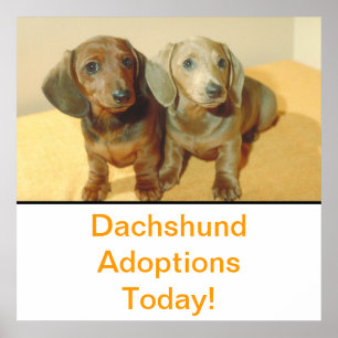Dachshund Puppies Adoption Poster
