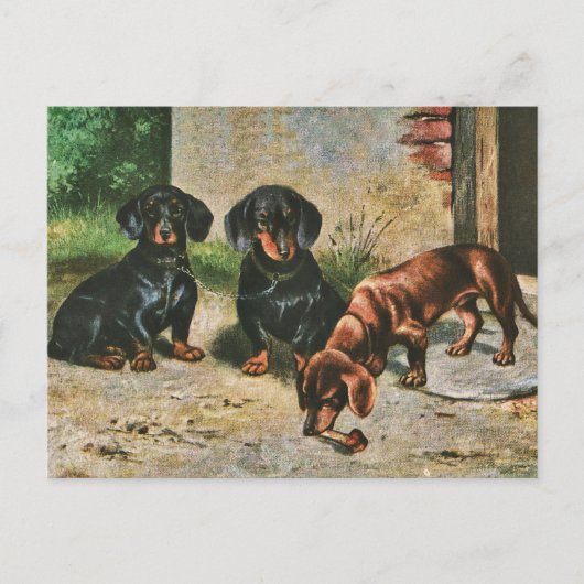 Dachshund-Puppies Briefkaart (Voorkant)