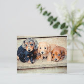 Dachshund-Puppies Briefkaart (Staand voorkant)